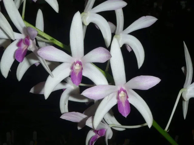 Dendrobium Warringah 'Purple Heaven' (Dendrobium)