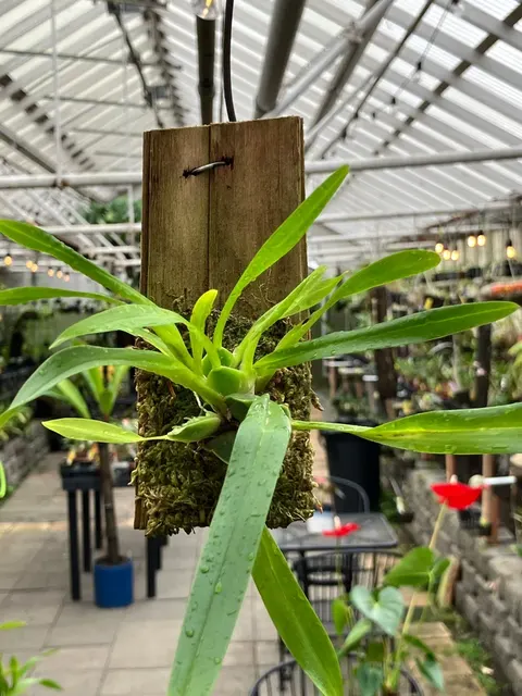 Oncidium cheirophorum (Oncidium)