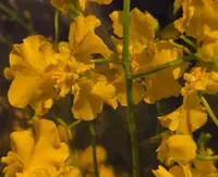 Oncidium Triple Lip