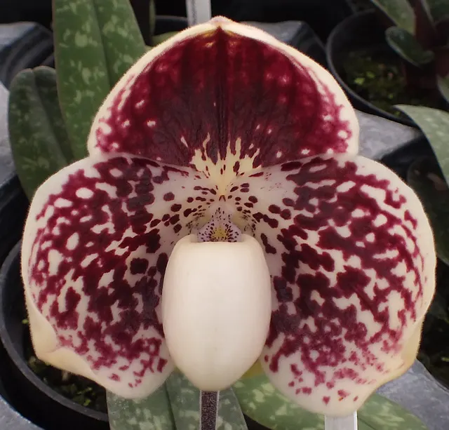 Paphiopedilum leucochilum (Paphiopedilum)