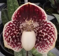 Paph. leucochilum '#39' x 'Red Peal'.