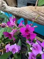 Dendrobium orchid, in bud (growers choice)