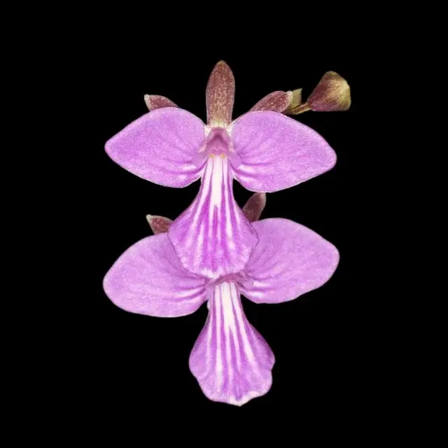 Encyclia Tetramicra Elegans (Encyclia)