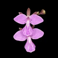 Encyclia Tetramicra elegans