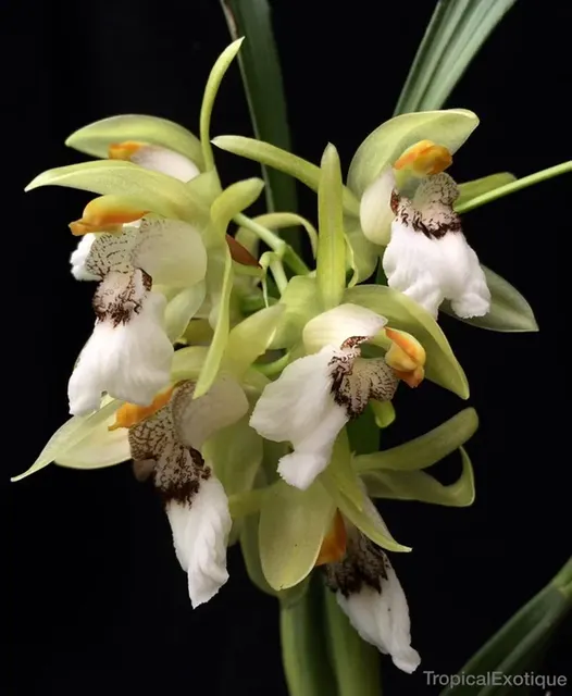 Coelogyne marmorata ex
