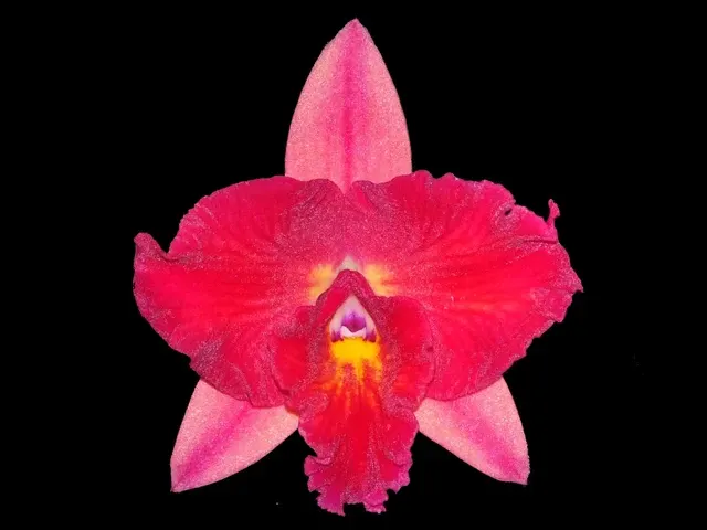 Rhyncattleanthe Ecuagenera Dream (Rhyncattleanthe)