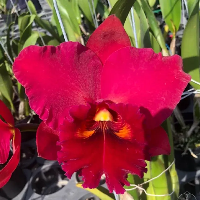 Rhyncholaeliocattleya Taiwan Chief Wine 'Van Gogh Parfumata