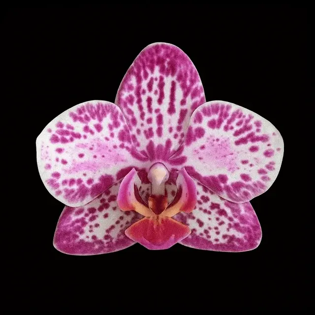 Phalaenopsis SOGO Xena (Phalaenopsis)