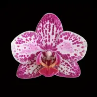 Phalaenopsis SOGO Xena — fara flori, frunza cu defecte - ghiveci 2.5 inch