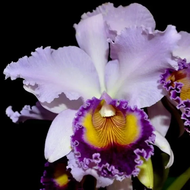Cattleya Alliance - Cattleya Dinard ‘Blue Heaven'