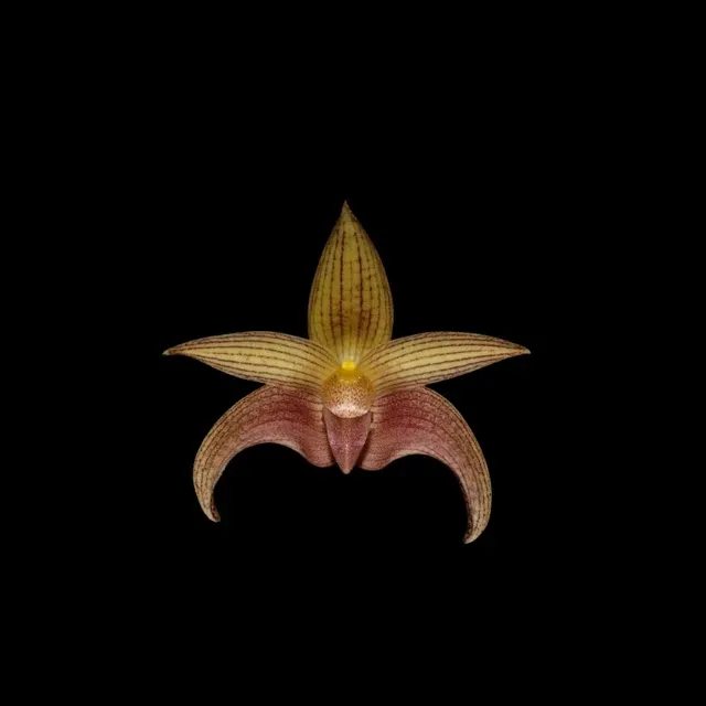 Bulbophyllum Jan Ragan (Bulbophyllum)