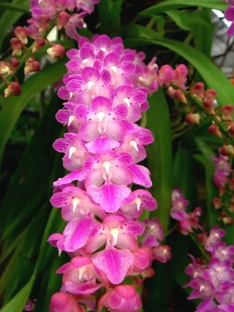 Aerides rosea 'XL Big Plant' (Aerides)
