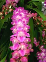 Aerides rosea " XL Big Plant"