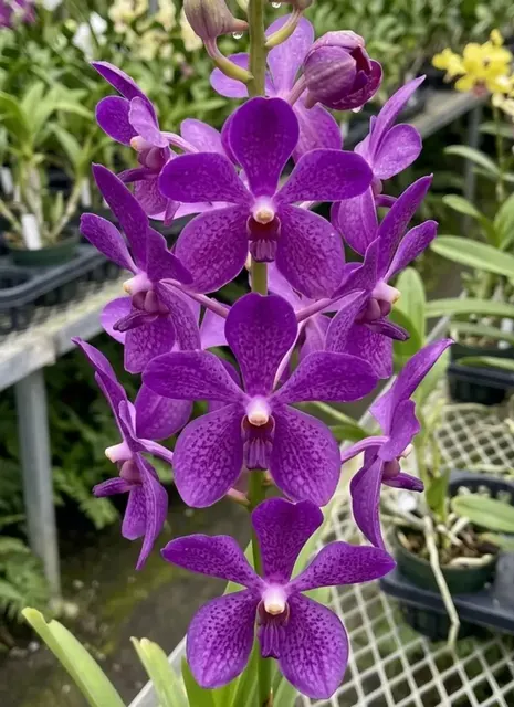 Mokara Nora Blue Blooming Size (Mokara)