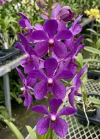Mokara Nora Blue Blooming size