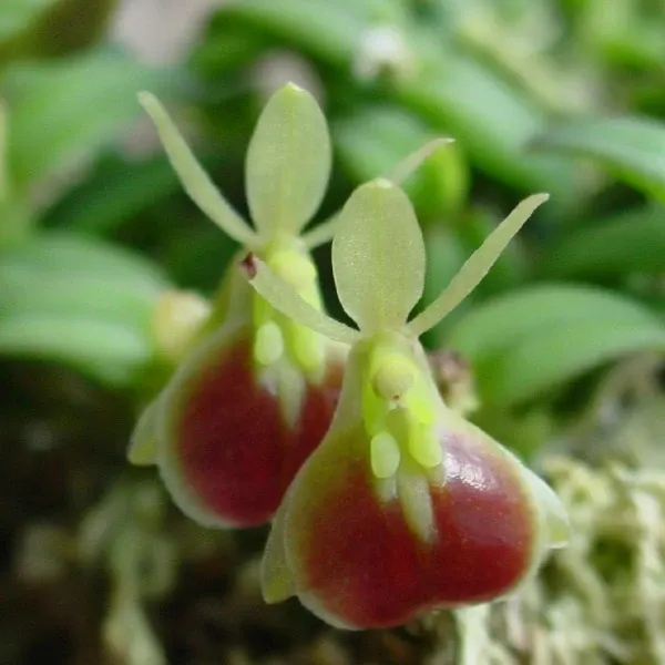 Epidendrum peperomia (Epidendrum)