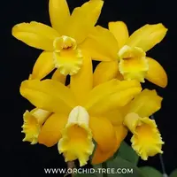 Cattleya Golden Chieftain Orchid Plant - BS