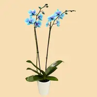 Phalaenopsis Orchids Infused with Lilac Moonstone Color in a 5" Deco Pot - 10 Plants per box - Free Shipping