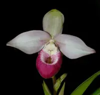 Phragmipedium Cardinale (schlimii x Sedenii)