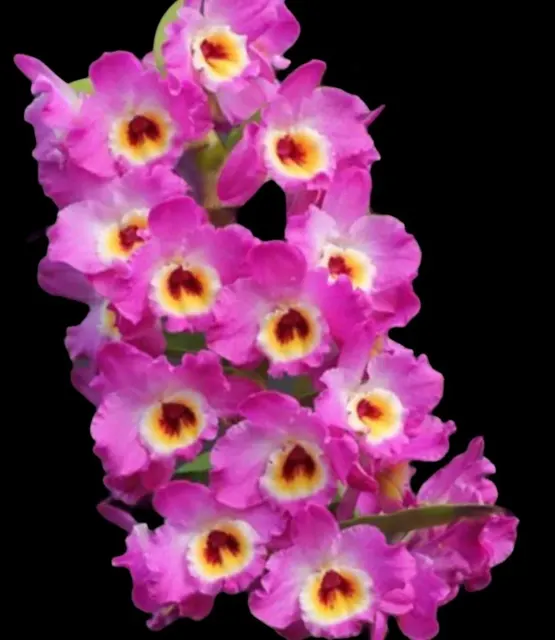 Dendrobium Bridal Red 'Celebration' (Dendrobium)