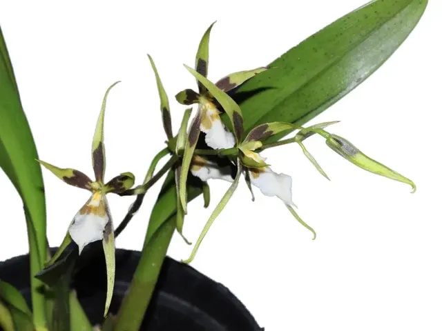 Brassidium John Dunkelberger (Brassidium)