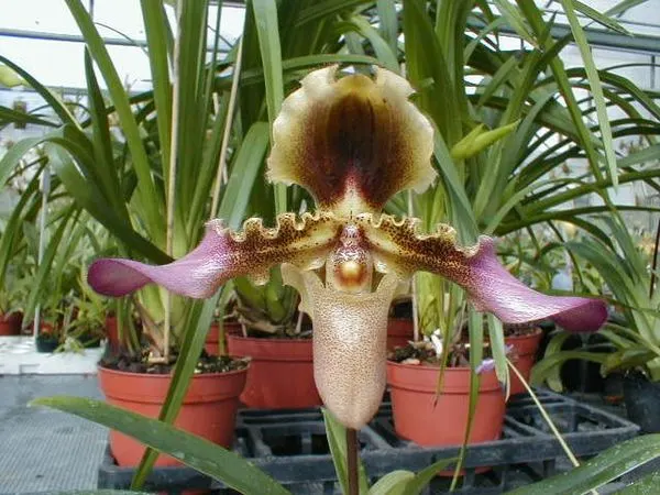 Paphiopedilum esquirolei (Paphiopedilum)