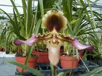 Paphiopedilum esquirolei — Raritäten - blühfähige Pflanzen
