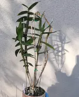 Dendrobium goldschmidtianum