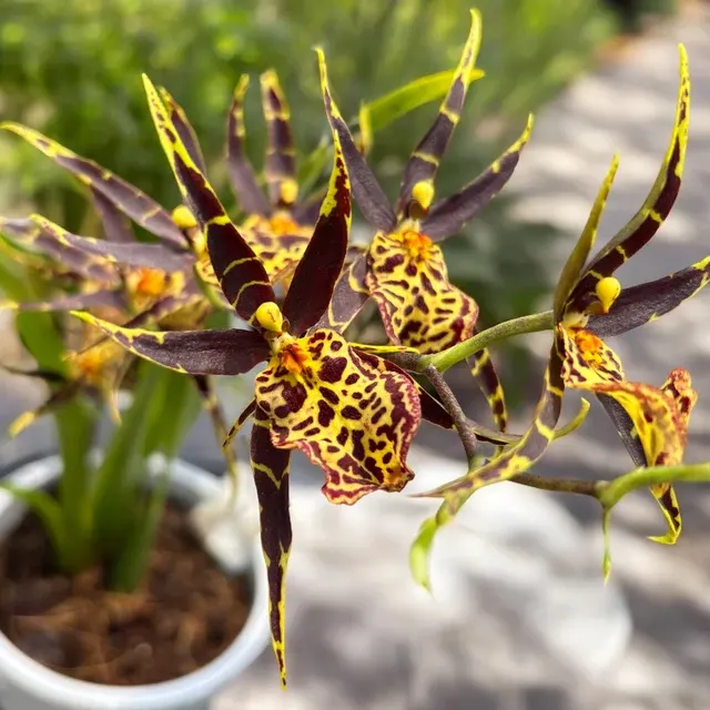 Oncidium Holm’s Wizard - Var. #01 - Flori Intens Parfumate (Oncidium)