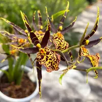 Oncidium (Cyrtocidium) Holm’s Wizard - var. #01 - flori intens parfumate