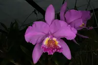 Cattleya lueddemanniana (dark)