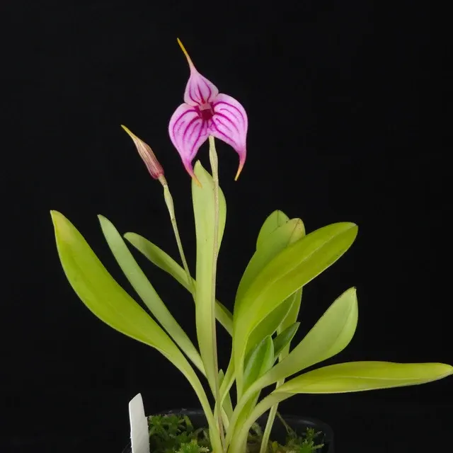 Masdevallia Charisma 'Phil' (Masdevallia)