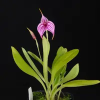 Masdevallia Charisma 'Phil'