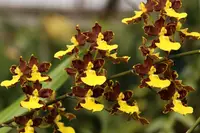 Oncidium hyphaematicum 'Spitskop'