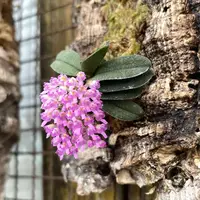 Schoenorchis tixieri
