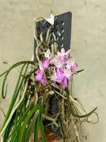 Seidenfadenia mitrata | SapphireChild Orchids