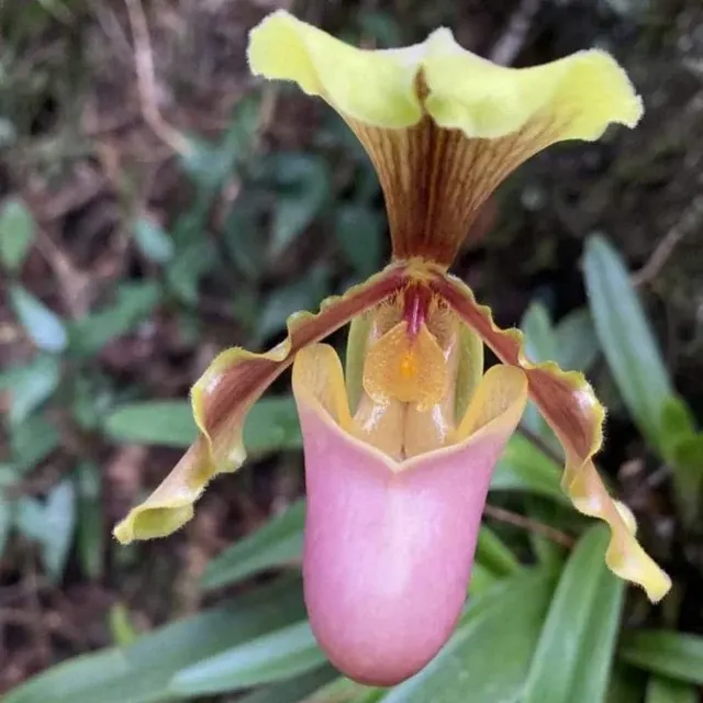 Paphiopedilum hermannii (Paphiopedilum)