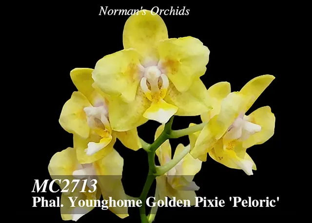 Phalaenopsis Younghome Golden Pixie 'Peloric , Note : Compact Plant' (Phalaenopsis)