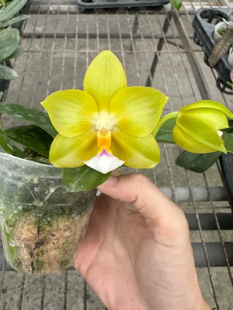 Phalaenopsis Yin's Green Canary 'Chienlung'