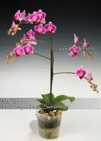 Phal. Super Pixie ''Sweetheart' , Note: only 8 available , Cute Mini ' (P. Carmela's Pixie x P. Zuma's Pixie)
