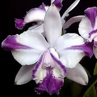 C. intermedia var. aquinii orlata coerulea — C (Near flowering - spike poss. in 6-18 mths)
