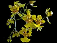 Oncidium pentadactylon