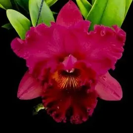 Cattleya Alliance - Rlc. Subprasert