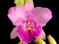In Bud Pot. Hsinying Pink Doll (3.5″ pot)
