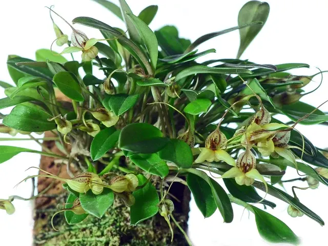 Masdevallia nidifica (Masdevallia)