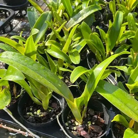 Rhyncholaeliocattleya Eve Marie Barnett 'Magnificent Watermelon Gold' (Rhyncholaeliocattleya)