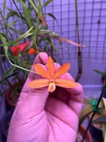 Dendrobium lawiense