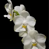 Phalaenopsis TZU Chiang Chrisna - AM/AOS