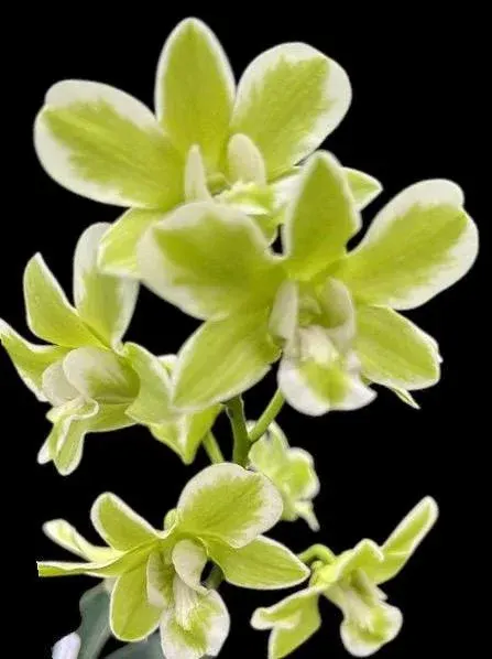 Dendrobium Burana Green 'variegata' (Dendrobium)