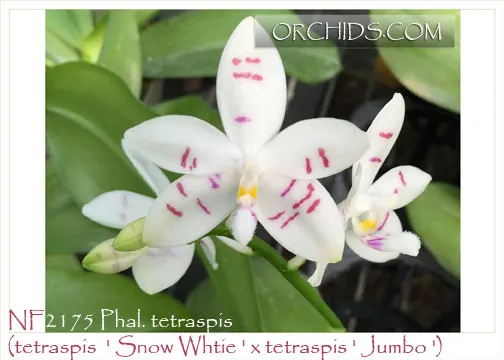 Phalaenopsis tetrapis 'Fancy Spots' (Phalaenopsis)